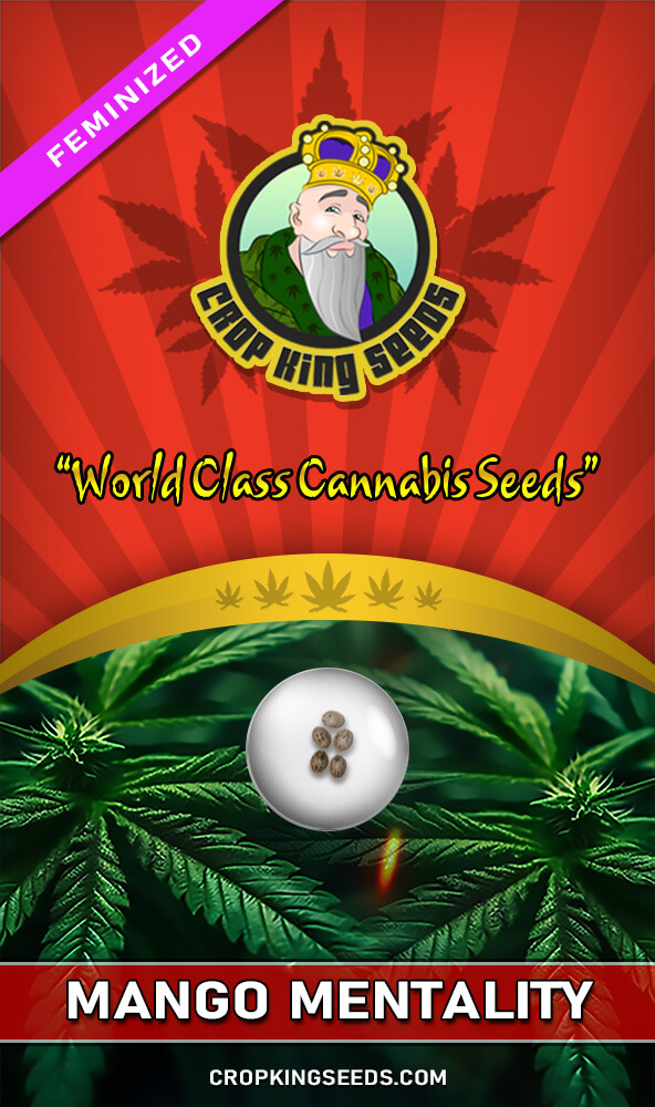 Mango Mentality Strain Feminized