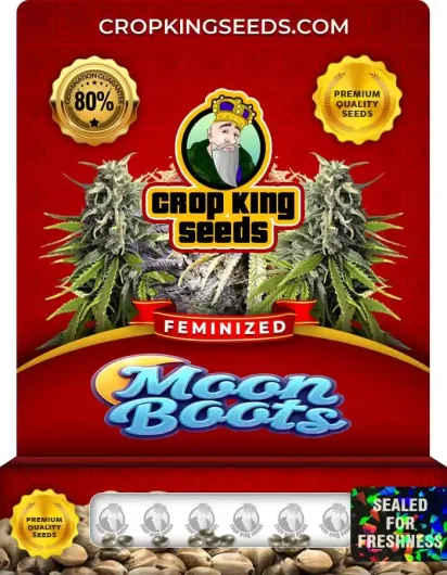 Moon Boots Strain