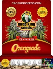 Orangeade Feminized