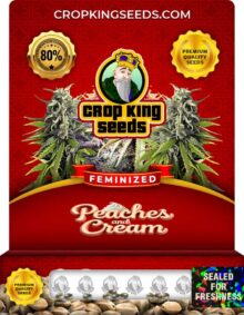 Peaches and Cream Feminized