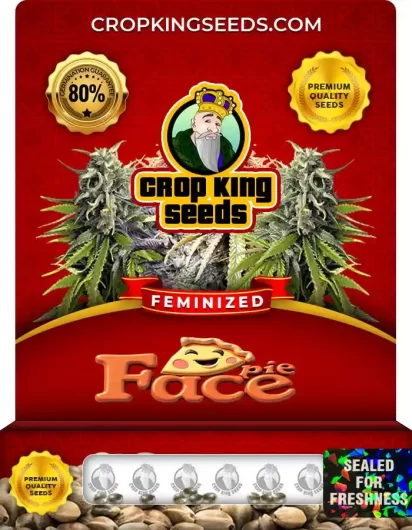 Pie Face Feminized