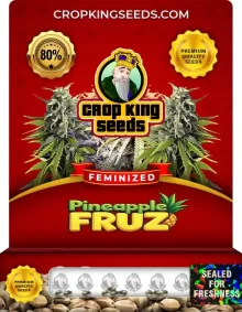Pineapple Fruz Strain Feminized Marijuana Seeds