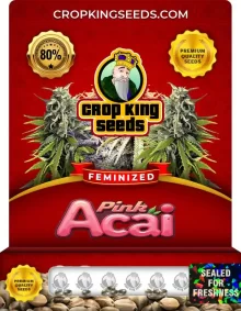 Pink Acai Feminized