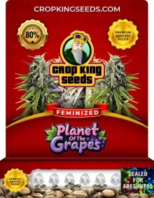 Planet of the Grapes Strain