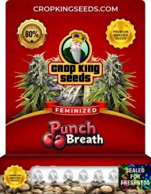 Punch Breath Feminized