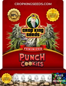Punch Cookies Feminized