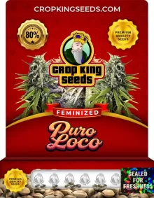 Puro Loco Feminized