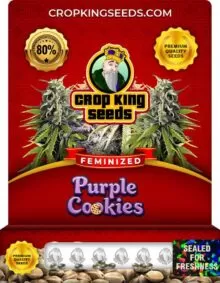 Purple Cookies Feminized