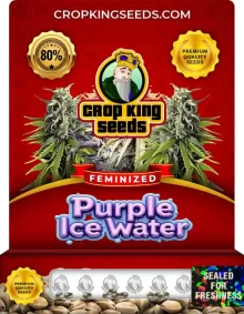 Purple Ice Water Strain