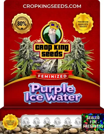 Purple Ice Water Strain