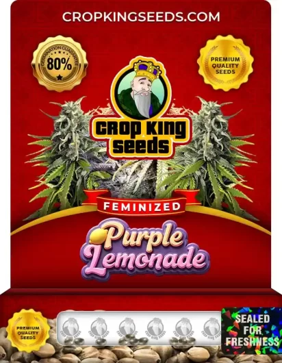 Purple Lemonade Feminized