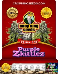 Purple Zkittlez Strain