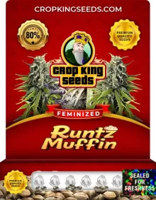 Runtz Muffin Feminized