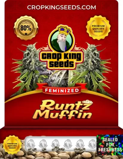 Runtz Muffin Feminized