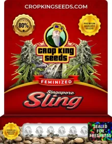 Singapore Sling Feminized