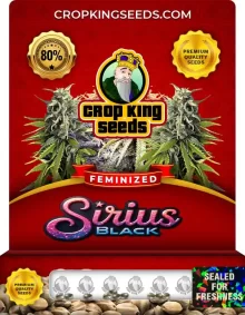 Sirius Black Feminized