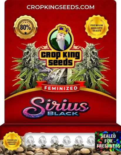 Sirius Black Feminized