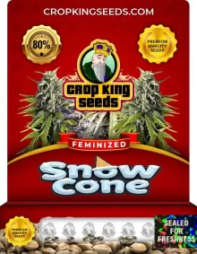 Snow Cone Feminized