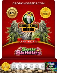 Sour Skittles Feminized