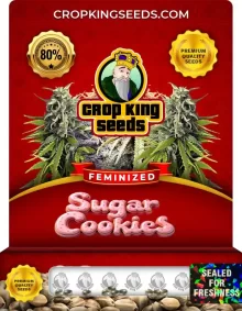 Sugar Cookies Strain