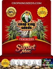 Sunset Mac Feminized