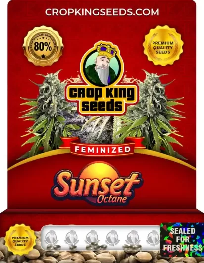 Sunset Octane Feminized