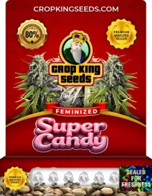 Super Candy Strain
