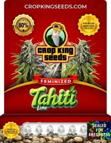 Tahiti Lime Feminized