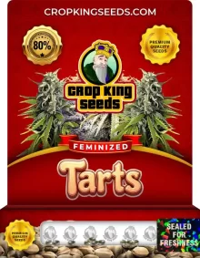 Tarts Feminized