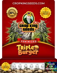 Triple Burger Feminized
