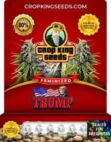 Trump Feminized