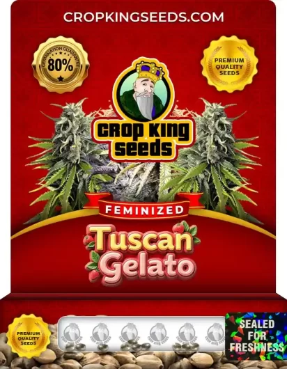 Tuscan Gelato Feminized