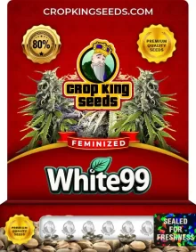 White 99 Strain