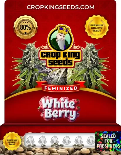 White Berry Feminized