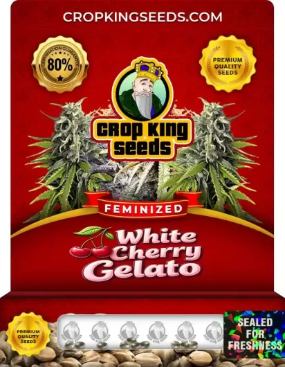 White Cherry Gelato Feminized
