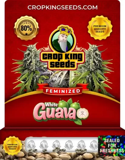 White Guava Feminized