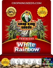 White Rainbow Feminized