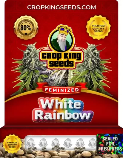 White Rainbow Feminized
