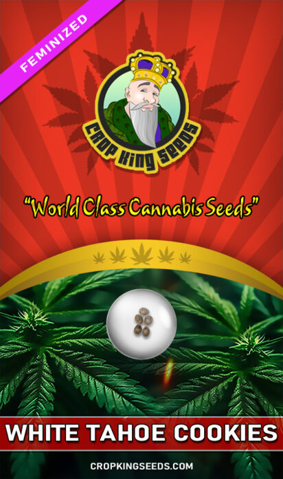 White Tahoe Cookies Strain Feminized