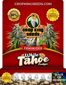 White Tahoe Cookies Strain