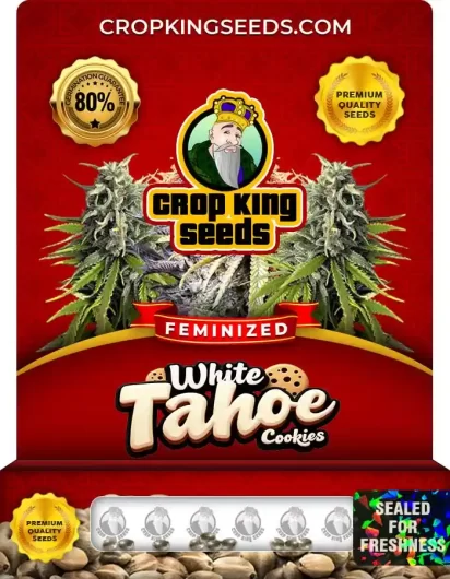 White Tahoe Cookies Strain