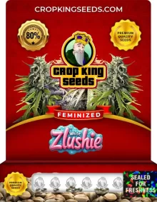 White Zlushie Strain