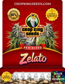 Zelato Feminized