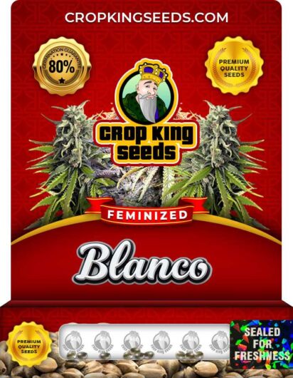 Blanco Strain