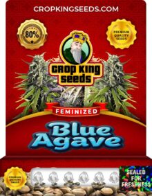 Blue Agave Strain