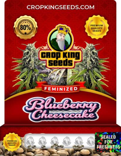 Blueberry Cheesecake Strain