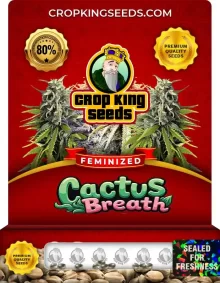 Cactus Breath Strain