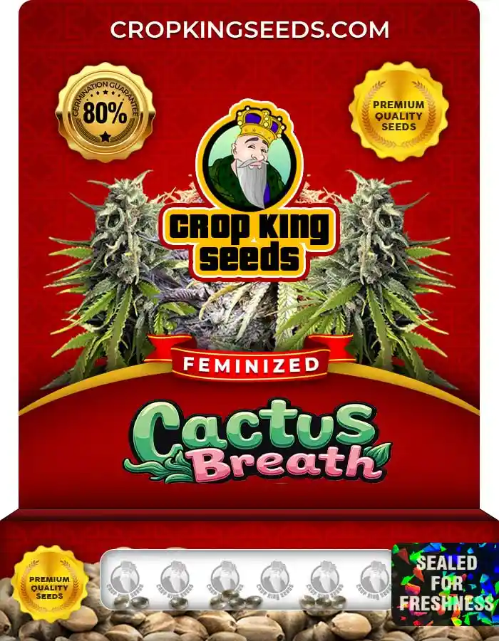 Buy Cactus Breath Strain Feminized Marijuana Seeds | Crop King Seeds