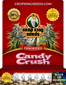 Candy Crush Strain
