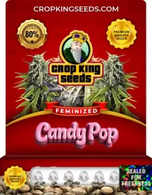 Candy Pop Strain